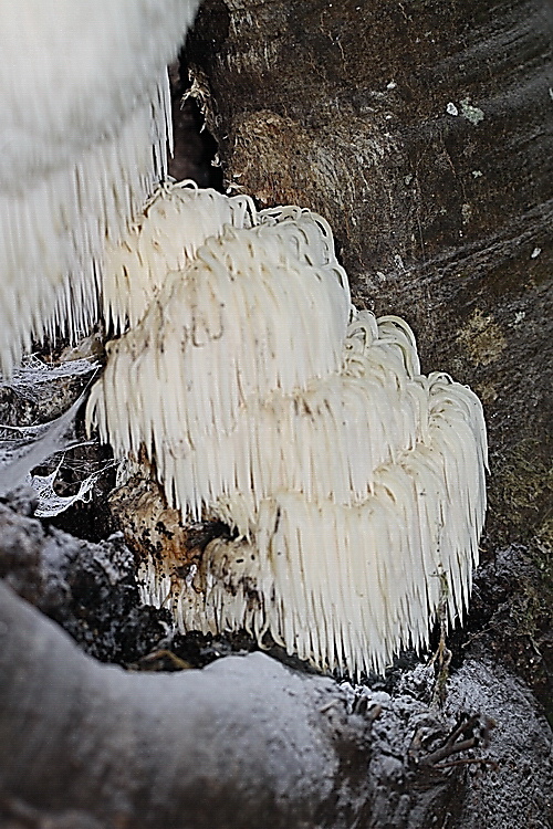 Hericium erinaceum